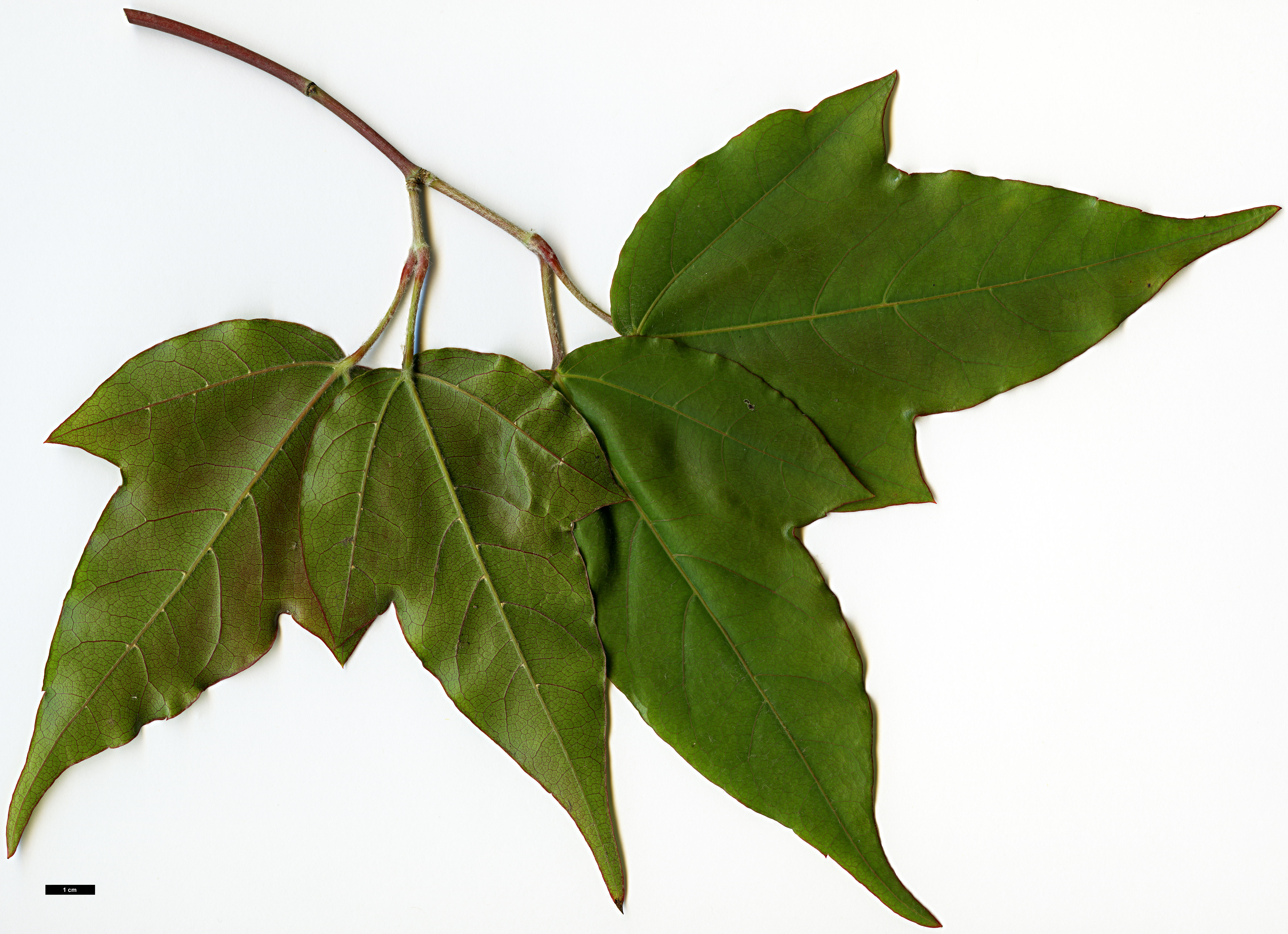 High resolution image: Family: Sapindaceae - Genus: Acer - Taxon: fenzelianum